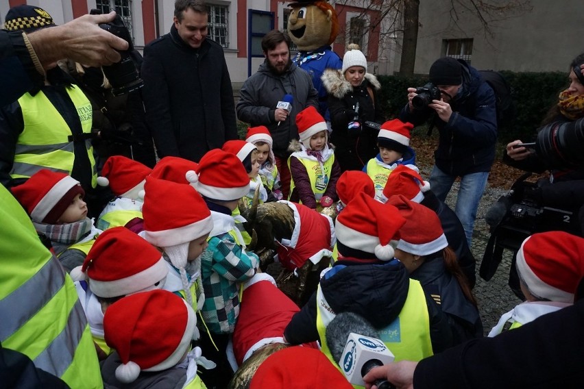 Poznańskie koziołki w świątecznych strojach