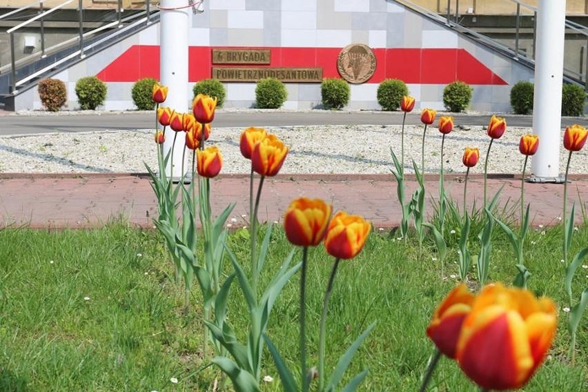 Kraków. Tulipany poświęcone gen. Stanisławowi Sosabowskiemu kwitną przy dowództwie "czerwonych beretów" [GALERIA]