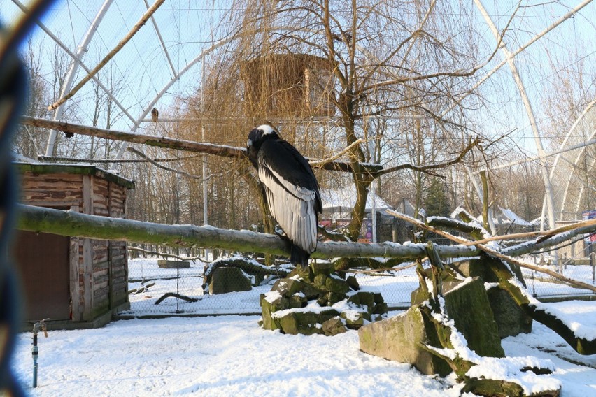 W śląskim zoo nie zobaczymy już kondora wielkiego. Baltazar,...