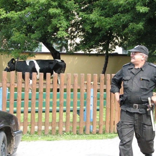 Krowa uciekla z rzeLni i biegala po Suwalkach - zdjecia z policyjnej akcji