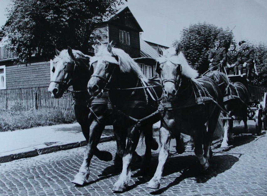 Pokaz koni w Sokółce