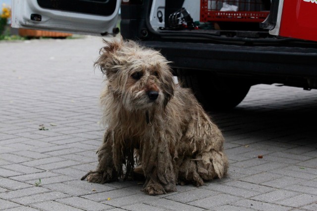 Piórko trafił do schroniska w Zielonej Górze z gminy Nowogród Bobrzański.