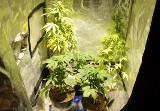 Mini plantacja marihuany w mieszkaniu w Piszu. 32-latek hodował konopie w szafie