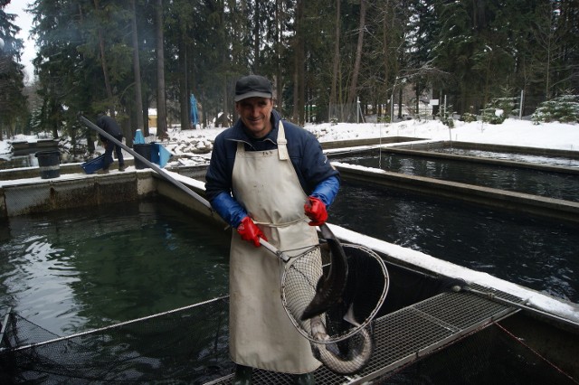 Pracownik gospodarstwa rybnego Andrzeja Sitarza  łowi ryby, które trafią na wigilijne stoły