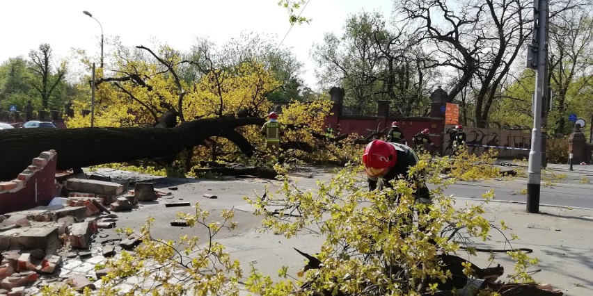 Wrocław: Potężne drzewo spadło na most Zwierzyniecki