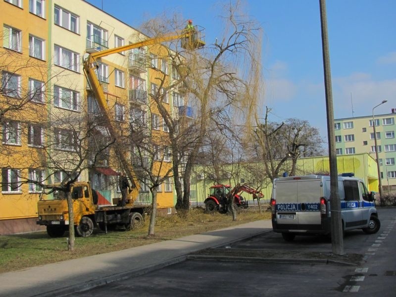 Pracownicy Ostrołęckiej Spółdzielni Mieszkaniowej przycinali...