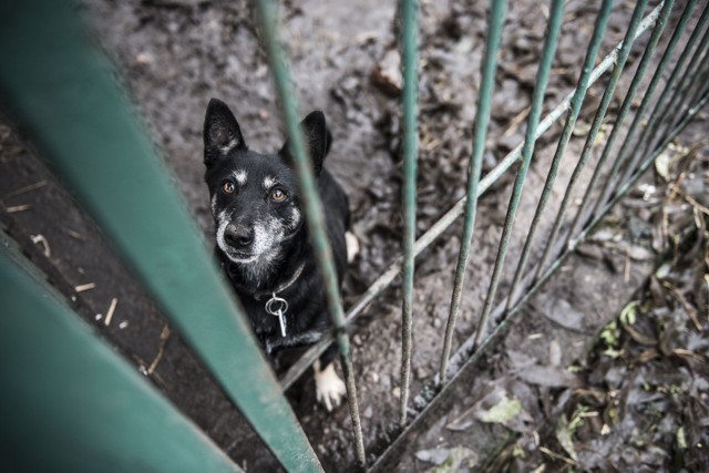 Toruński azyl marzy o wybudowaniu dwóch wybiegów dla psów. Z potrzebnych 12 tysięcy złotych, na razie udało się zebrać ponad połowę.