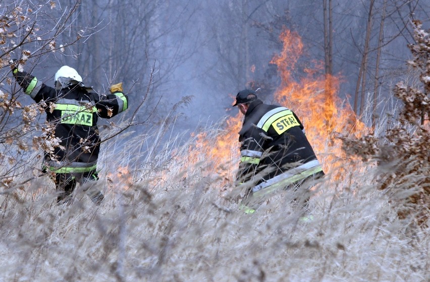 Pożar traw w Łodzi