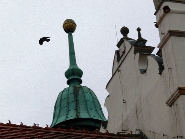 Dzikie gołębie przesiadują między innymi na rynnach Zamku w Baranowie Sandomierskim i zostawiają po sobie odchody.