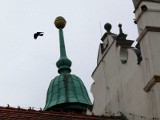 Plaga dzikich gołębi na Zamku w Baranowie Sandomierskim  