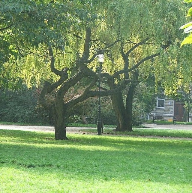 Krzywe wierzbyW Parku Andersa rosną nietypowe drzewa - krzywe wierzby.