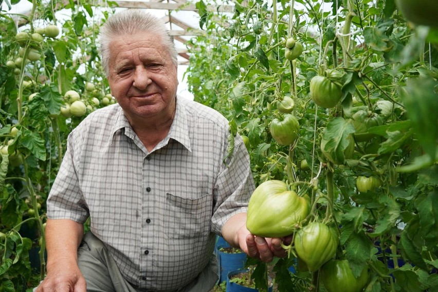 Kazimierz Prażych twierdzi, że tak dużych pomidorów jeszcze...