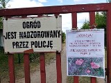 Rodzinny Ogród Działkowy Jaroszówka. Pojawiły się ostrzeżenia. Uwaga na mięso z trutką (zdjęcia)