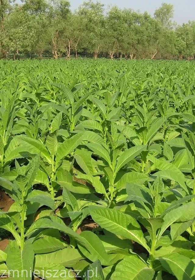 Plantatorzy tytoniu chcą jak najszybciej spotkać się z ministrem rolnictwa aby omówić swoją sytuację