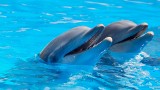 USA: Na oczach przerażonych dzieci delfin zaatakował swojego trenera. Jest nagranie