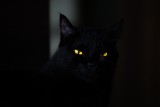 Magia czarnego kota - dlaczego koty łączono z czarną magią, jakie skutki niosły te przesądy i czy naprawdę niektóre mruczki umieją czarować