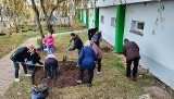 Seniorzy i bezdomni utworzyli klomby kwietne w Starachowicach. Zobaczcie zdjęcia