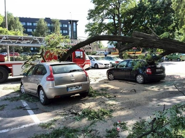 Drzewo runęło na prawidłowo zaparkowane samochody w bezwietrzny dzień. Ubezpieczyciel nie chce wypłacić odszkodowania, bo według niego drzewa są w mieście sprawdzane... na oko