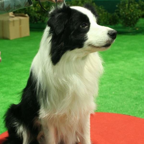 Zwycięzca  z Węgier - Bugi, najpiękniejszy pies wystawy.