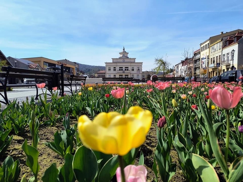 Rynek w Muszynie pełen kolorowych kwiatów