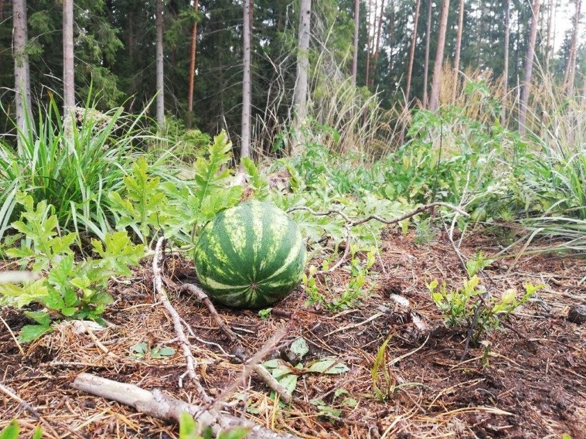 Do polskich lasów na... arbuzy! Leśnicy znaleźli w puszczy rosnącego arbuza [zdjęcia]