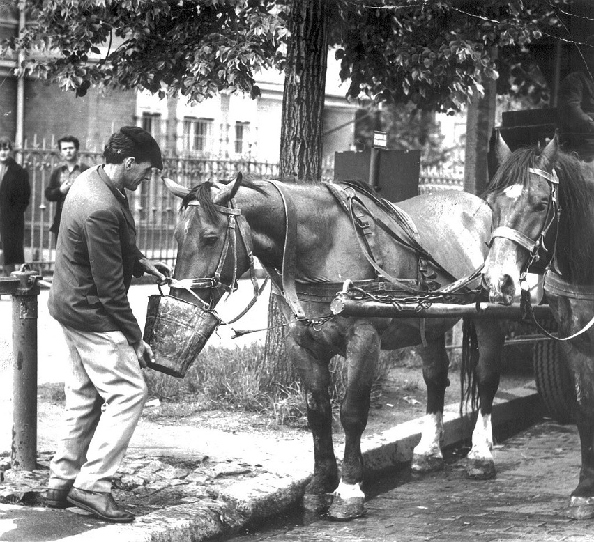 Konie w centrum Wrocławia. To były czasy [Z ARCHIWUM]