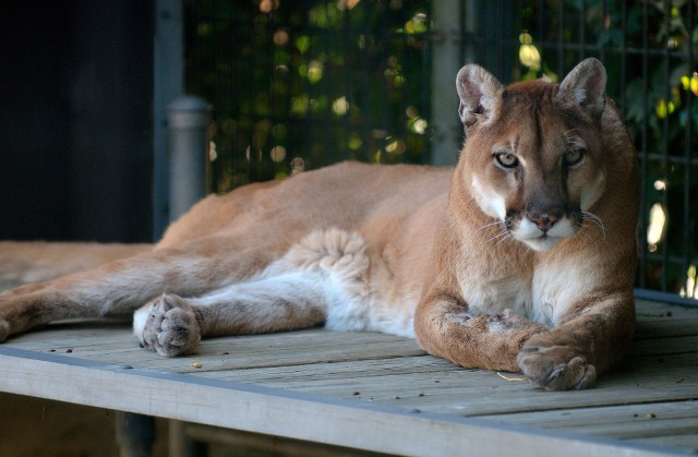 Puma znów w Polsce? Kto widział tajemniczego ssaka?