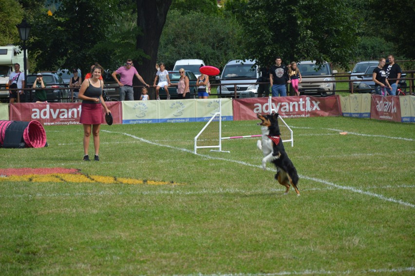 "Latające psy" 2018 w gdyńskim Parku Kolibki, czyli emocjonujące zawody w dogfrisbee