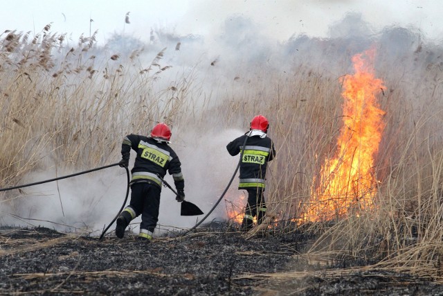Pożar traw, zdjęcie ilustracyjne
