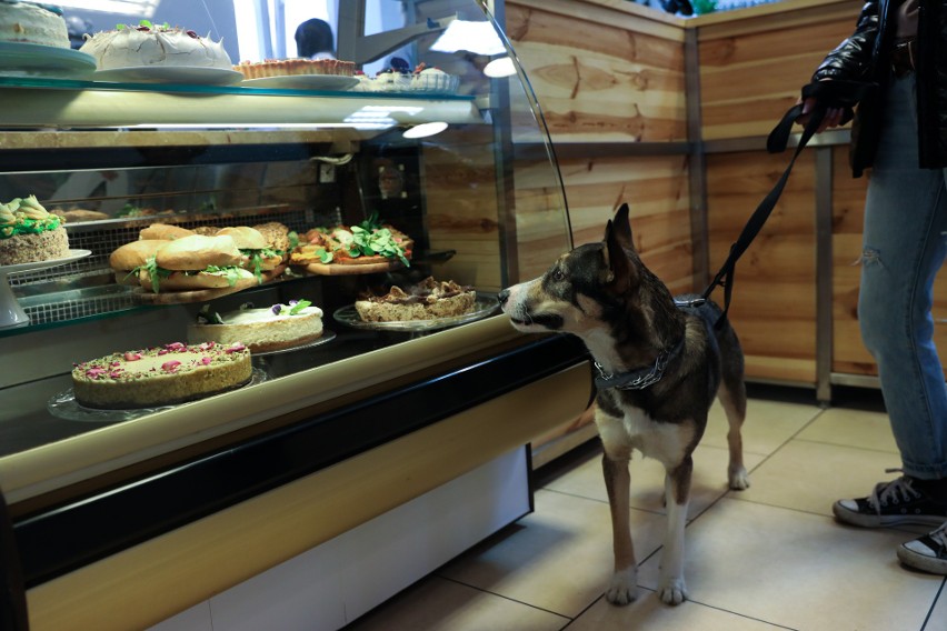 Psikawka - w Krakowie otwarto pierwszą w Polsce psią kawiarnię [GALERIA]
