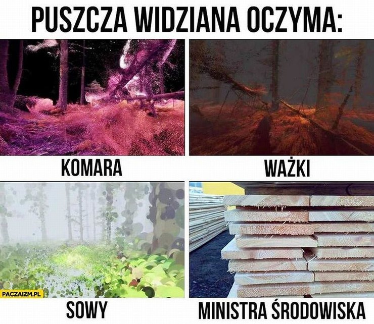 WYcinka drzew i Minister Szyszko - najlepsze MEMY