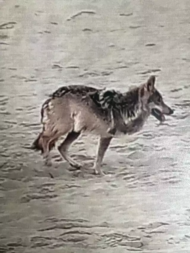 Poszukiwany od kilku miesięcy wilk został schwytany w poniedziałek w Międzyzdrojach