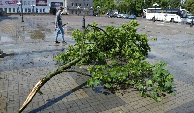 Drzewa, które w mieście ulegają zniszczeniu podczas burz, także wymagają pielęgnacji i opatrzenia „ran”