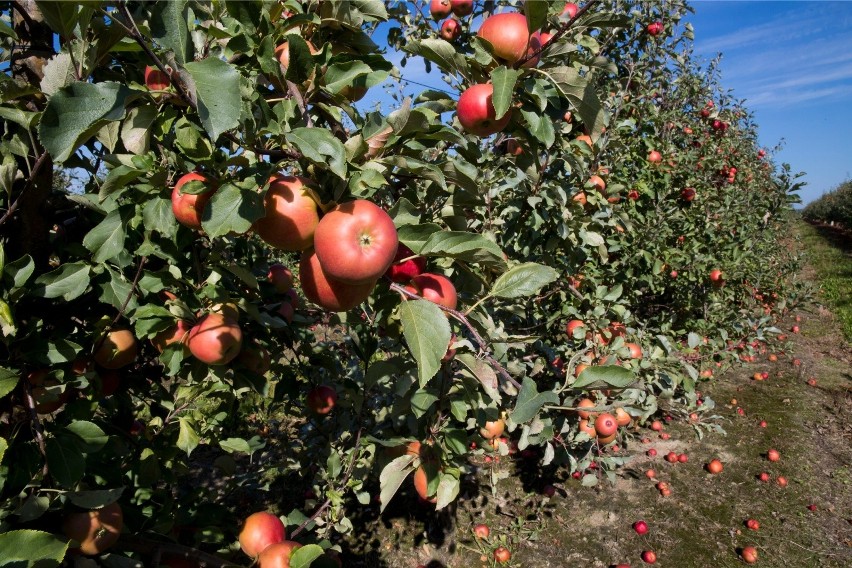 Polska jest największym producentem jabłek w Europie i...