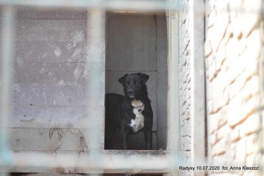 Toruń przyjął więcej psów ze schroniska w Radysach niż pierwotnie planowano