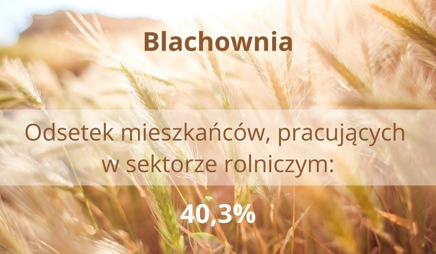 Gdzie jest najwięcej rolników w Śląskiem? Rolnictwo, leśnictwo, łowiectwo i rybactwo - kto się tym zajmuje w naszym regionie?