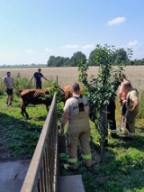 Gospodarzowi z Wielkopolski uciekło 11 byków. Z pomocą ruszyli strażacy ochotnicy