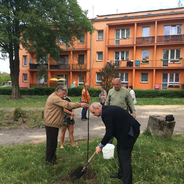 Dąbrowa Górnicza: ponad 100 drzew i 300 krzewów pojawiło się w dzielnicy Gołonóg