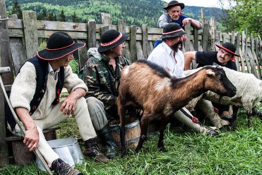 W Korbielowie w Beskidzie Żywieckim bacowie wypędzili owce na hale [ZDJĘCIA]