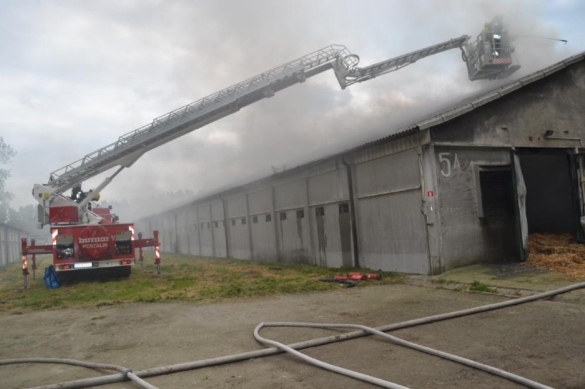 Pożar w Szamocinie. Płonęła ferma drobiu