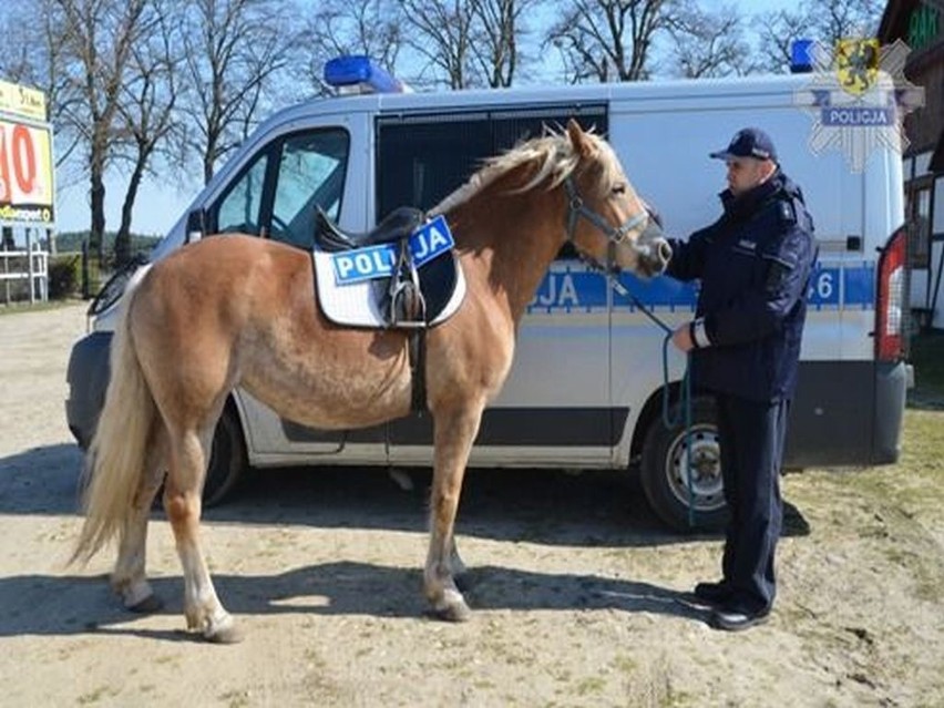 Koń wspomoże kościerzyńskich policjantów w pełnieniu...