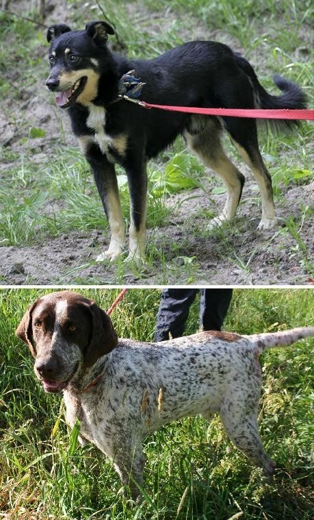 Pilnie poszukiwani właściciele dwóch psów, które znaleziono w Karżcinie.