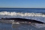 Samica finwala wyrzucona na plażę w San Diego. Gdy służby odholowały zwierzę do morza, okazało się, że nie żyje