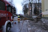 Huragan w Łodzi. Połamane drzewa, brak prądu i utrudnienia na drogach [ZDJĘCIA+FILM]
