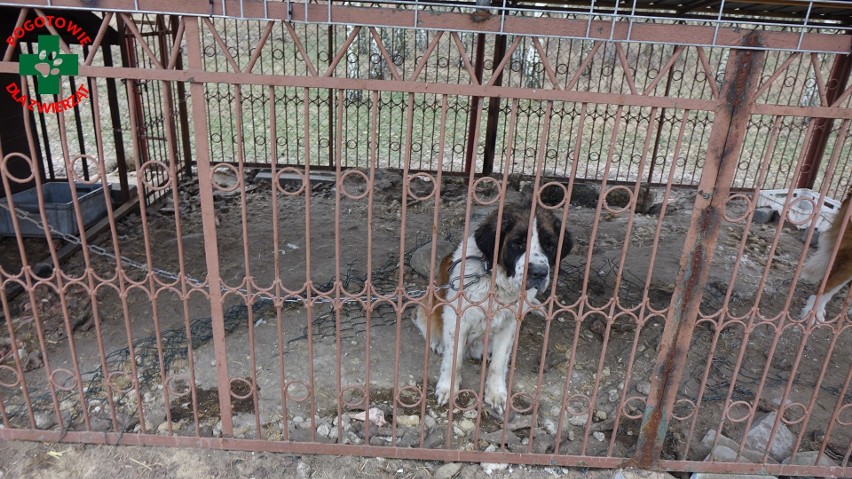 Skandal w gminie Wyśmierzyce. Psy w pseudohodowli żyły w klatkach i na łańcuchach. Pomogli wolontariusze z Pogotowia dla Zwierząt