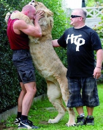 &#8211; Przy mnie Simba jest przymilny jak mały kotek &#8211; mówi Leszek Bielenda (z prawej), właściciel 150-kilogramowego lwa.