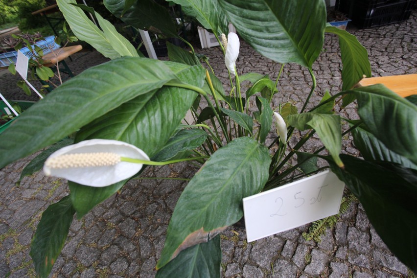 Trwa kiermasz roślin w Ogrodzie Botanicznym Uniwersytetu...