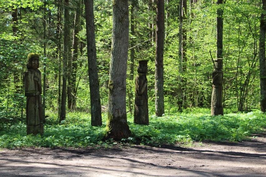 Niedaleko Surażkowa, na rozstaju dróg, rośnie bardzo stary...