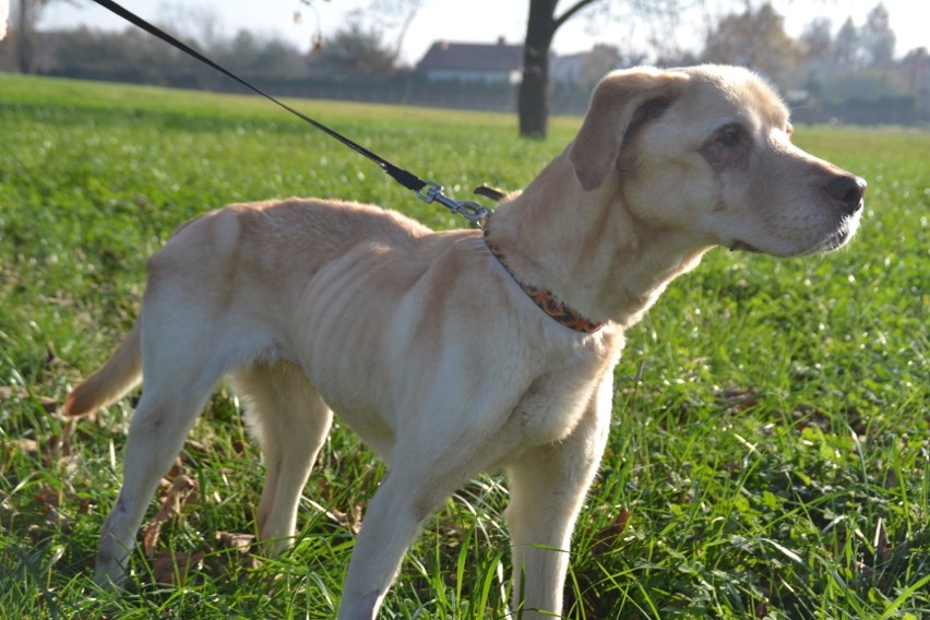 Wiele interwencji inspektorów OTOZ Animals w Oświęcimiu było...