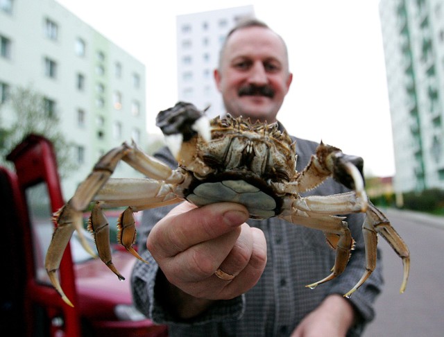 To nie pierwszy krab znaleziony w Miedwiu przez Marka Pietruchę. - Jednego mam już w formalinie, innego przekazałem Akademii Rolniczej - mówi.